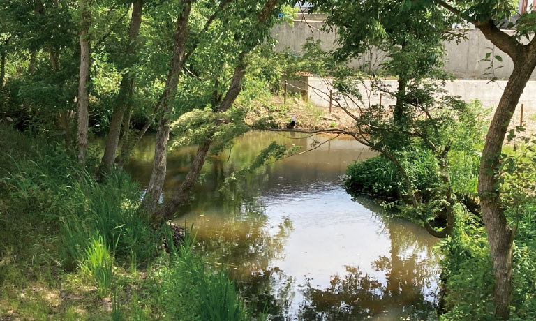 らっぱ池 Bugle Pond